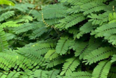 Dikenal Sebagai Herbal Tradisional, Daun Saga Memiliki Khasiat Dalam Mengatasi Infeksi Bakteri