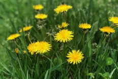 Dandelion Memiliki Beragam Manfaat Kesehatan yang Seringkali Diabaikan, Termasuk Memperkuat Sistem Imun