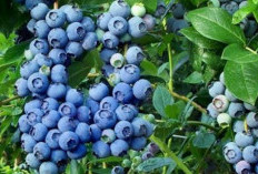 Apa saja Kandungan Buah Blueberry? Berikut Daftarnya Beserta Manfaatnya