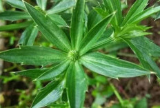 Menghilangkan Bau Badan dengan Daun Walangitan: Solusi Alami dan Efektif