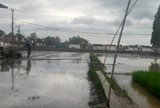 Curah Hujan Tinggi, BPP Himbau Petani Waspada Hama