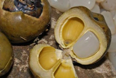 Yuk Simak, 4 Manfaat Kolang Kaling untuk Kesehatan yang Wajib Kamu Coba 