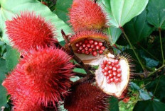 Menjaga Kesehatan Pencernaan dengan Kesumba Keling: Solusi Alami yang Efektif