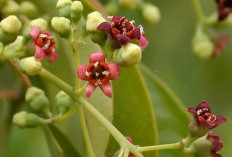 Daun Cendana: Solusi Alami untuk Mengatasi Jerawat
