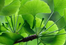 Mengoptimalkan Kesehatan Otak dengan Ginkgo Biloba: Herbal yang Memberikan Harapan
