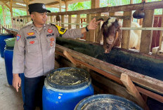 Bhabinkamtibmas Polsek Belitang III Cek Peternakan Kambing Milik Warga Binaan