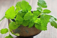 Begini Tips Merebus Daun Peppermint yang Benar Untuk Meredakan Sakit Kepala