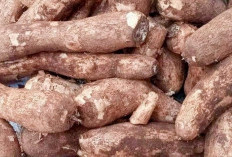 Selain Sebagai Sumber Energi, Ternyata Singkong Cocok Untuk Mencegah Penuaan Dini