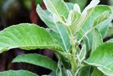 Teh Daun Sembung: Solusi Alami untuk Mengobati Magh
