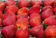 Mencegah Katarak dengan Mengonsumsi Buah Strawberry