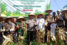 Polres OKU bersama Pemkab OKU Lakukan Panen Raya Jagung Serentak Kuartal II