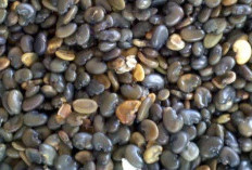 Benarkah Biji Orok-Orok Bisa Menjadi Obat Demam? Simak Selengkapnya 