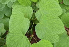 Daun Bauhinia: Solusi Alami Mengobati Gondok? Ini Faktanya