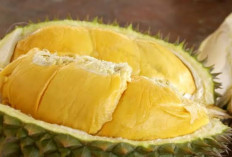 Buah Durian, Menjadi Solusi Alami Bagi Penderita Insomnia 