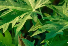 Selain Daun Mangkok, Ternyata Daun Pepaya Bisa Menjadi Sampo untuk Mengatasi Uban