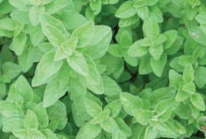 Oregano, Ramuan yang Dikenal Memiliki Berbagai Manfaat Kesehatan, Termasuk Meredakan Flu dan Batuk