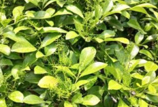 Siapa Sangka Daun Pacar Cina Bisa Menjadi Alternatif Mengatasi Nyeri