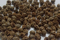 Selain Buah dan Daunnya, Biji Pepaya Juga Memiliki Manfaat untuk Kesehatan Tubuh 