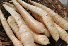 Benarkah Umbi Garut Bisa Mengatasi Asam Lambung? Ini Faktanya 