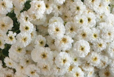 Benarkah Mengobati Sakit Kepala dengan Feverfew, Ini Faktanya 