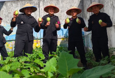 Berdayakan TahananPangan, Lapas Martapura Panen Hortikultura Hingga 3 Kali