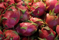 Siapa Sangka Ternyata Konsumsi Buah Naga Dengan Jumlah Besar Bisa Menimbulkan Efek Samping