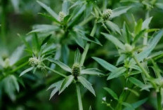 Daun Ketumbar Jawa: Solusi Alami Melawan Infeksi