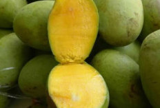 Meningkatkan Daya Tahan Tubuh dengan Mengonsumsi Buah Kweni