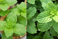 Daun Peppermint Bahan Alami Meredakan Kram Perut, Obat Herbal Ampuh bikin Pencernaan Lancar 