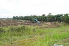 Targetkan Proyek Cetak Sawah Sumsel Akhir Tahun 2025 diatas Lahan 37 Ribu Hektar Selesai