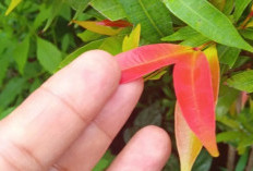 Selain Memberi Rasa Rileks, Teh Pucuk Merah Ampuh Dalam Mencegah Keracunan Makanan