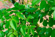 Daun Belimbing Manis: Solusi Alami Mengatasi Cacar Air