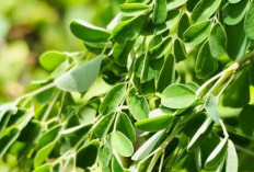 Daun Kelor Memiliki Banyak Manfaat Kesehatan, Salah Satunya Ampun Melancarkan Pencernaan