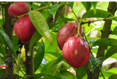 Nyeri Saat Datang Bulan? Ternyata Buah Mahkota Dewa Efektif dalam Meredakan, Ini Manfaatnya