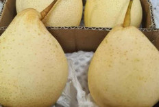 Buah Pir Memiliki Manfaat Kesehatan yang Banyak, Termasuk Mengontrol Kadar Gula Darah Secara Alami
