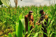Serap Aspirasi Petani Jagung di Desa Karang Agung
