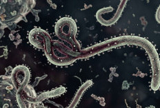 WHO Tetapkan Ebola Sebagai PHEIC, Kemenkes Tingkatkan Pengawasan Pintu Masuk Diperketat