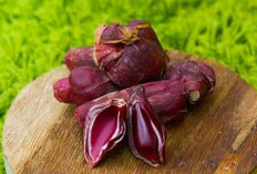 Bawang Dayak Dikenal Memiliki Beragam Khasiat untuk Kesehatan, Terutama Dalam Melawan Infeksi