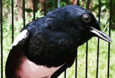 Banyak Peminat dan juga di Perlombakan, Berikut Burung dengan Suara Merdu