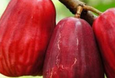 Jambu Jamaika: Buah Super untuk Mencegah Penuaan Dini