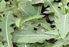 Daun Tempuyung, Ramuan Herbal yang Mampu Meredakan Berbagai Kondisi Peradangan 