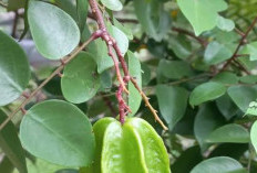 Benarkah Daun Belimbing Manis Mampu Mengatasi Peradangan