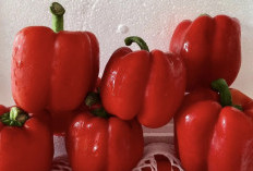 Tips Hidup Sehat dan Kulit Tetap Cantik dengan Mengonsumsi Paprika Merah
