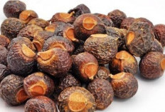  Dikenal Sebagai Sabun Alami, Buah Lerak Ampun Menjaga Kesehatan Kulit
