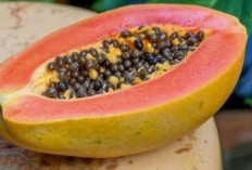 Manfaat Buah Pepaya Untuk Mengatasi Penuaan Dini, Cara Alami yang Menyehatkan 