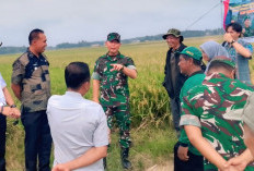 Danpuslatpur AD Dampingi Penen Padi Melimpah Berbasis Mikroba di Martapura 