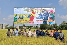 BPS Bersama Dinas Pertanian Gelar Uji Petik Pengukuran Produktivitas Padi 
