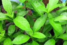 Daun Dewa: Alternatif Pengobatan untuk Mengatasi Penyakit Stroke