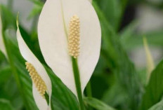 Bunga Peace Lily: Solusi Alami untuk Menyaring Udara di Dalam Ruangan