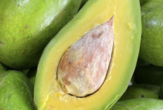 Manfaat Buah Alpukat untuk Mencegah Penuaan Dini: Kaya Vitamin, Lezat dan Mudah Diolah